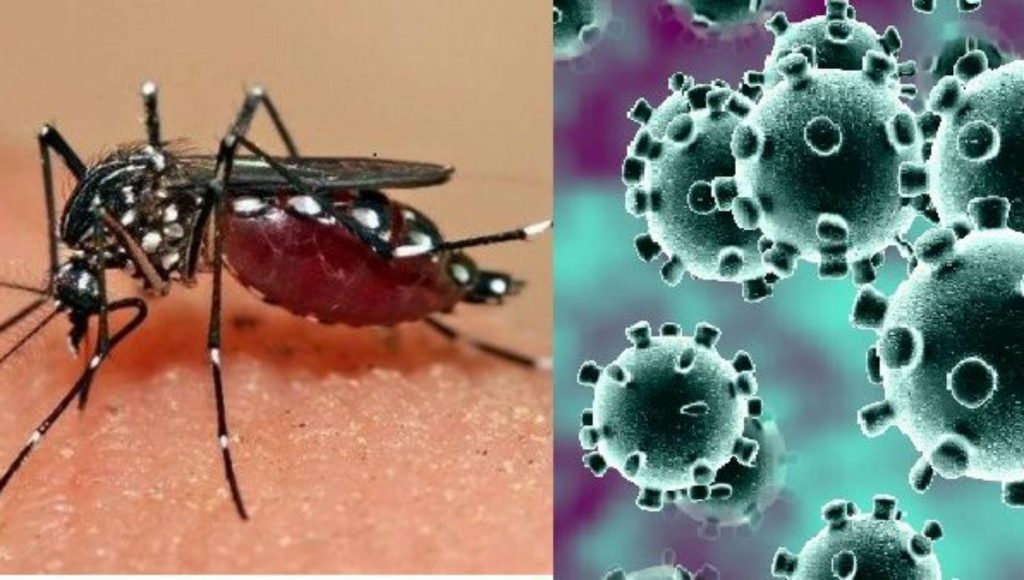“Tanto el dengue como el Coronavirus  como el dengue son enfermedades producidas por virus. Los virus son partículas más pequeñas que los microbios y las bacterias